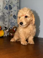 Sugar, a male Miniature Goldendoodle for sale in Durham, CT – 6 of 10