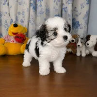 Willy , a male Morkie for sale in Durham, CT – 9 of 10