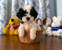 Lucy, a female Morkie for sale in Durham, CT – 6 of 10