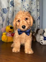 Bear, a male Miniature Goldendoodle for sale in Durham, CT – 6 of 10