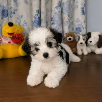 Willy , a male Morkie for sale in Durham, CT – 4 of 10