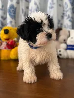 Lucy, a female Morkie for sale in Durham, CT – 2 of 10