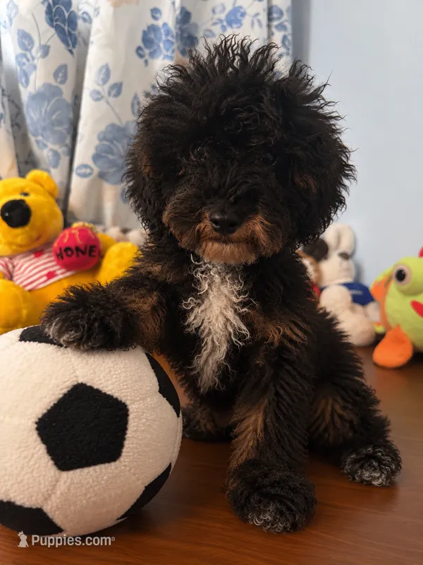 Danny – Havapoo puppy for sale in Durham, CT