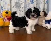 Fluffy , a male Shih Tzu for sale in Durham, CT – 3 of 10