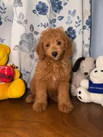 Bailey , a male Miniature Goldendoodle for sale in Durham, CT – 5 of 10