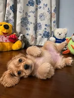 Jess, a female Cocker Spaniel for sale in Durham, CT – 5 of 10