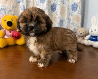 Storm , a male Lhasa Apso for sale in Durham, CT – 3 of 10