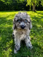 Lina, a female Cavapoo for sale in Durham, CT – 8 of 10
