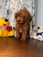 Brown, a male Poodle - Miniature  for sale in Durham, CT – 10 of 10