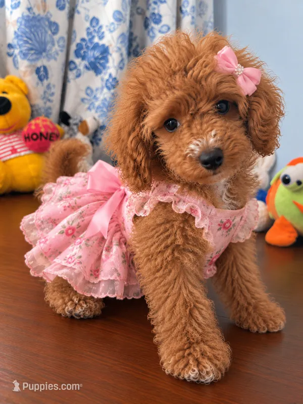 Lucy – Havapoo puppy for sale in Durham, CT