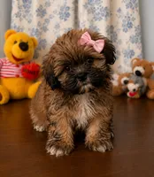 Cindy , a female Lhasa Apso for sale in Durham, CT – 9 of 10