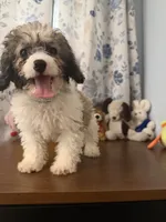 Bella , a female Cockapoo for sale in Durham, CT – 8 of 10