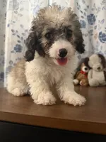 Daisy , a female Cockapoo for sale in Durham, CT – 5 of 10