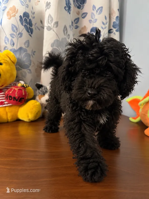 Joe  – Bichpoo puppy for sale in Durham, CT