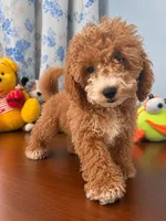 Lina, a female Havapoo for sale in Durham, CT – 6 of 10