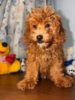 Milo, a male Miniature Goldendoodle for sale in Durham, CT – 4 of 10