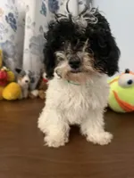 Moe , a male Bichpoo for sale in Durham, CT – 10 of 10