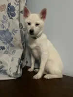 Jass, a female Alaskan Klee Kai for sale in Durham, CT – Photo 2 of 10