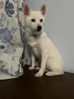 Jass, a female Alaskan Klee Kai for sale in Durham, CT – Photo 4 of 10