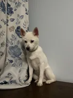 Jass, a female Alaskan Klee Kai for sale in Durham, CT – Photo 10 of 10