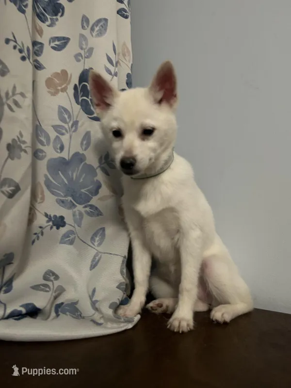 Jass, a female Alaskan Klee Kai for sale in Durham, CT – Photo 1 of 10