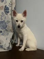 Jass, a female Alaskan Klee Kai for sale in Durham, CT – Photo 3 of 10