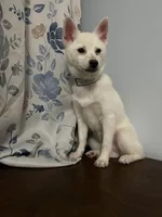 Jass, a female Alaskan Klee Kai for sale in Durham, CT – Photo 8 of 10