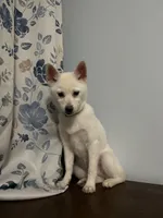 Jass, a female Alaskan Klee Kai for sale in Durham, CT – Photo 5 of 10