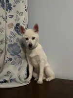 Jass, a female Alaskan Klee Kai for sale in Durham, CT – Photo 9 of 10