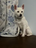Jass, a female Alaskan Klee Kai for sale in Durham, CT – Photo 7 of 10