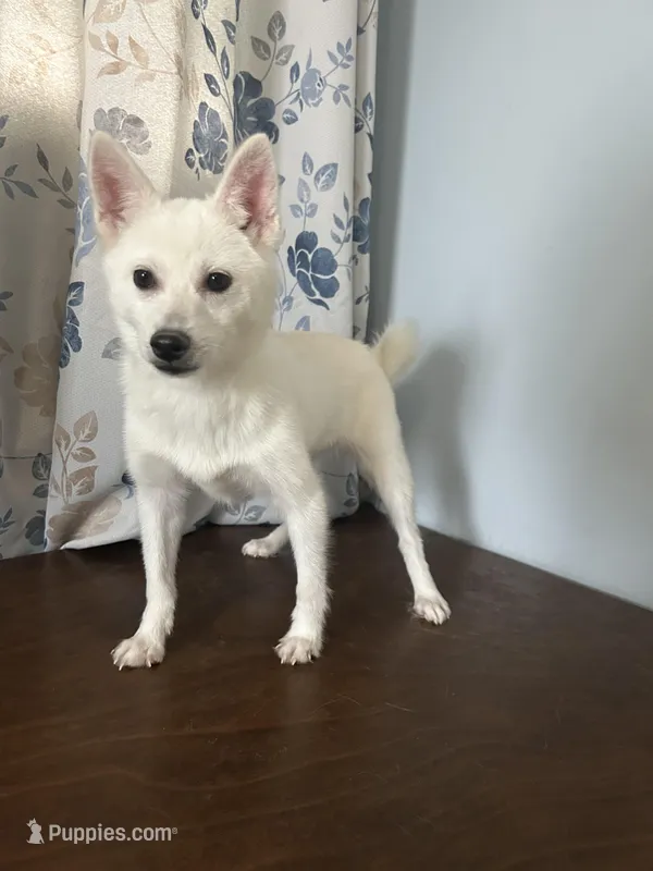 Jass – Alaskan Klee Kai puppy for sale in Durham, CT