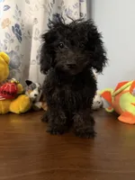 Lu, a female Yorkipoo for sale in Durham, CT – 7 of 10