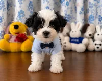 Joe , a male Morkie for sale in Durham, CT – 1 of 10