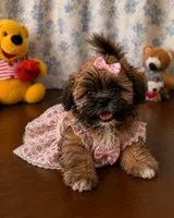 Cindy , a female Lhasa Apso for sale in Durham, CT – 7 of 10