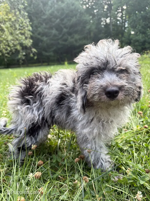Lina – Cavapoo puppy for sale in Durham, CT