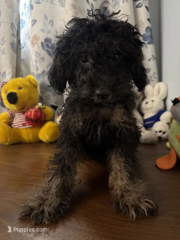 Milo – Yorkipoo puppy for sale in Durham, CT