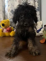 Milo, a male Yorkipoo for sale in Durham, CT – 1 of 10