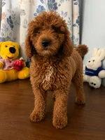Bella, a female Miniature Goldendoodle for sale in Durham, CT – 4 of 10