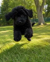King, a male Cavapoo for sale in Durham, CT – 9 of 10