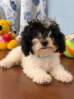 Jena, a female Bichpoo for sale in Durham, CT – 3 of 10