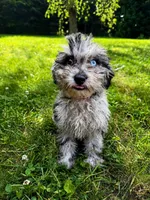 Lina, a female Cavapoo for sale in Durham, CT – 5 of 10