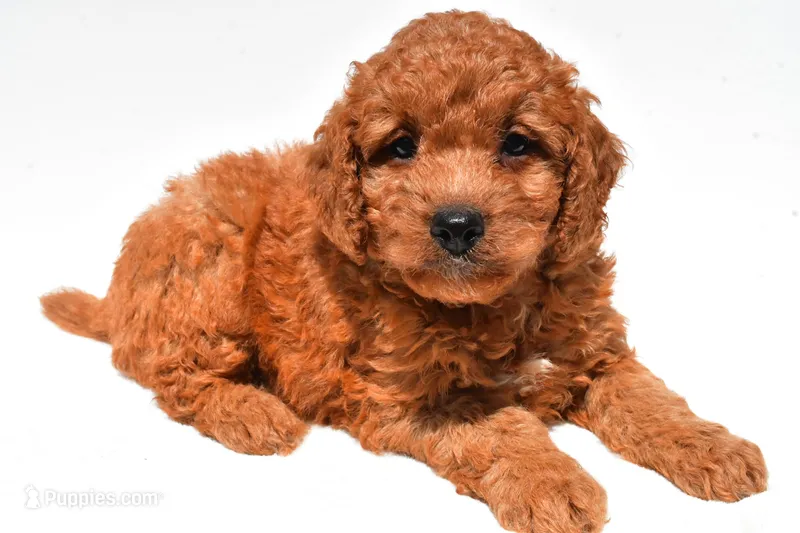 Frankie  – Miniature Goldendoodle puppy for sale in Durham, CT