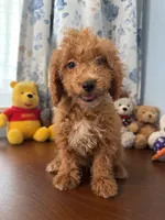 Manny, a male Havapoo for sale in Durham, CT – 5 of 10