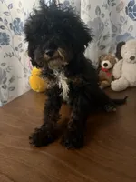Danny, a male Havapoo for sale in Durham, CT – 6 of 10