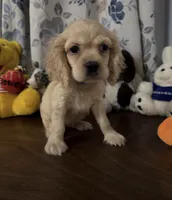 Lu, a female Cocker Spaniel for sale in Durham, CT – 2 of 10