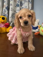 Jess, a female Cocker Spaniel for sale in Durham, CT – 8 of 10