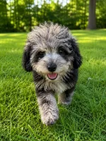 Lee, a male Cavapoo for sale in Durham, CT – 8 of 10