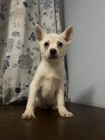 Ricky, a male Alaskan Klee Kai for sale in Durham, CT – Photo 3 of 10