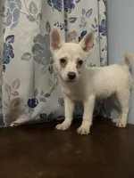 Ricky, a male Alaskan Klee Kai for sale in Durham, CT – Photo 6 of 10