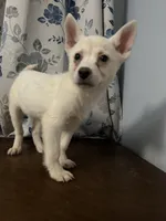 Ricky, a male Alaskan Klee Kai for sale in Durham, CT – Photo 7 of 10